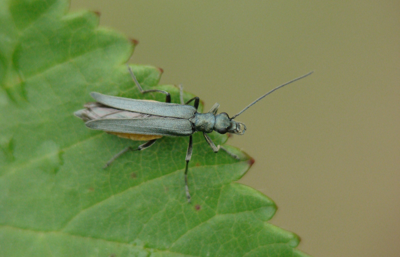 A shiny green beetle named Oedemera lurida