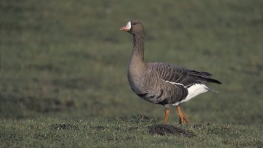 Police appeal launched after dismembered white-fronted goose found in plastic bag near River Thurso