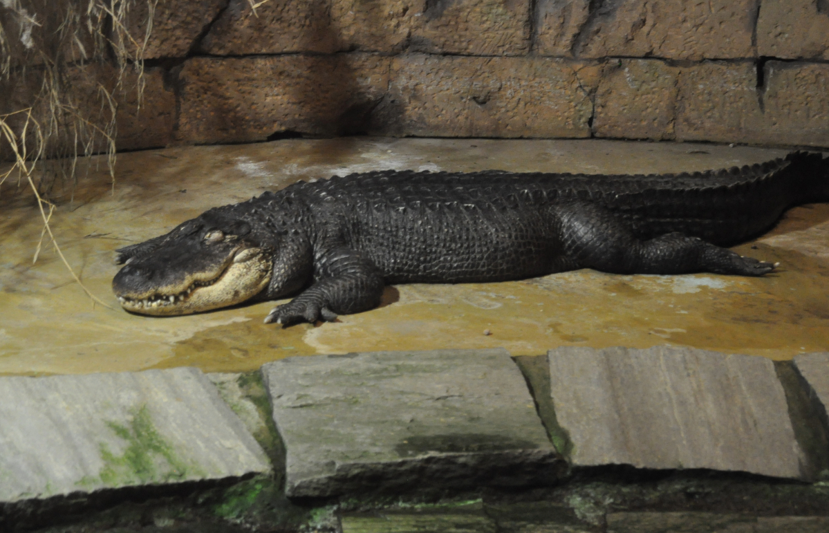 Crocodiles are normally found in Africa, Asia, the Americas and Australia.