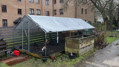 Almost £500,000 allocated to food growing projects in Glasgow