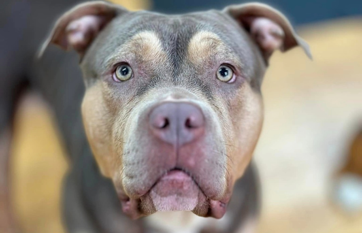 Owners are urged to comply with new restrictions around XL bully dogs.