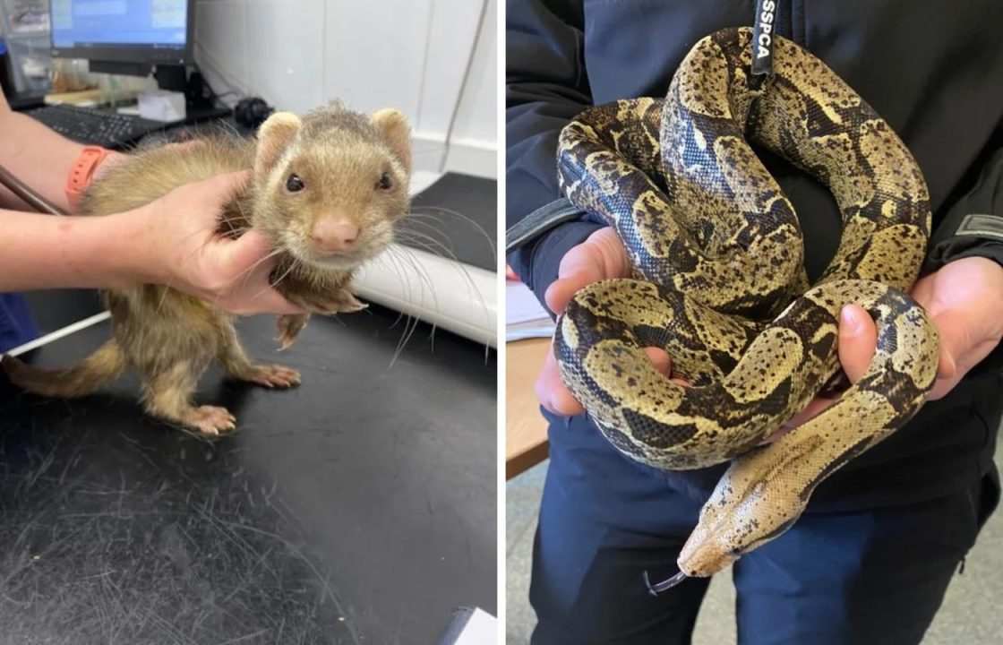 East Kilbride man sentenced for causing ‘unnecessary suffering’ to pet ferrets and snake
