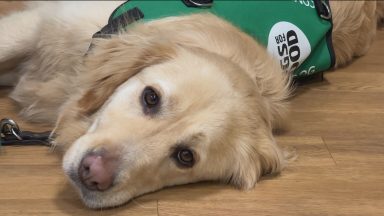 Charity support dogs helping those with dementia
