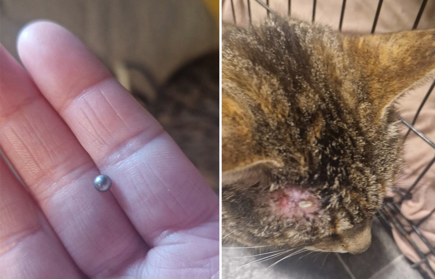 The owner says a vet confirmed to her the cat was shot in the head by a BB gun. Photo: Lynzi Montgomery/Facebook.
