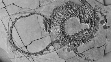 Scottish palaeontologists help unveil 240 million-year-old reptile likened to Chinese dragon