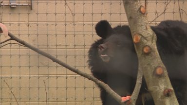 Bear rescued from Ukraine settling in to new home