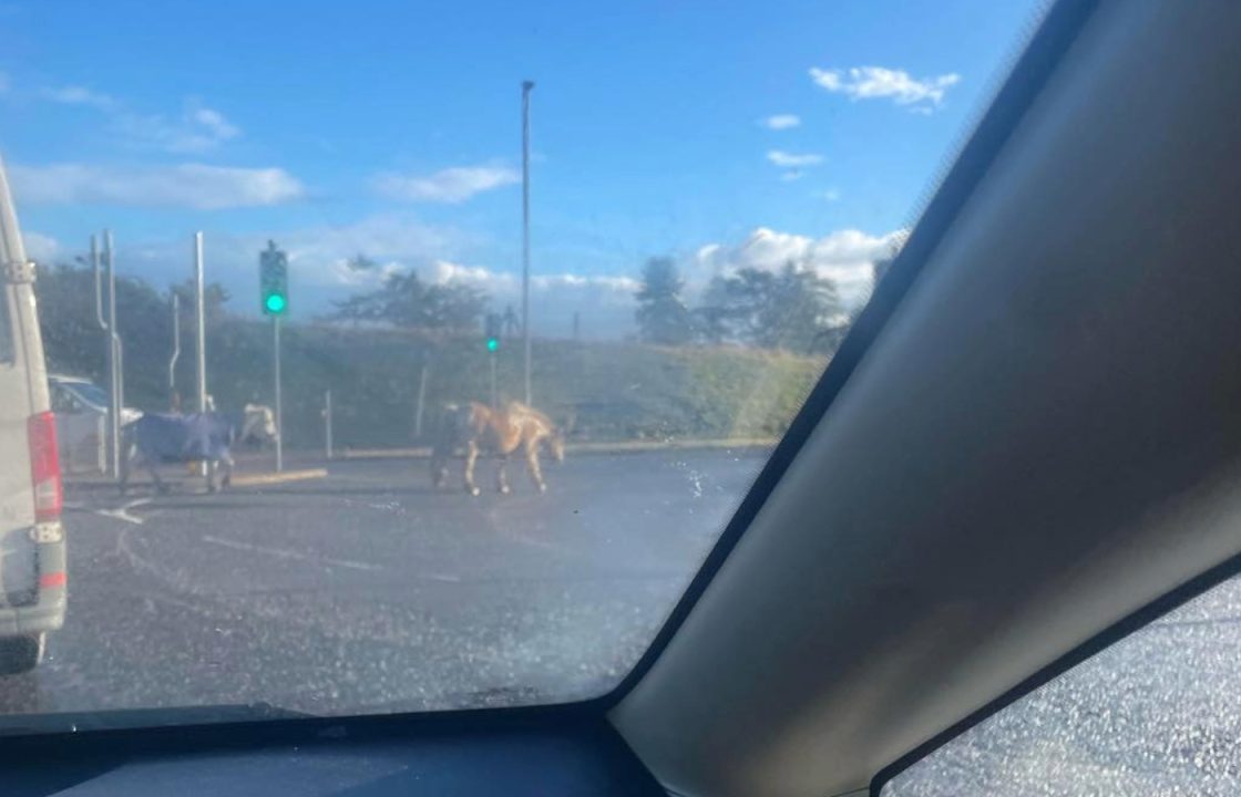 Two escaped horses cause traffic chaos on road between Lang Stracht and Westhill in Aberdeen