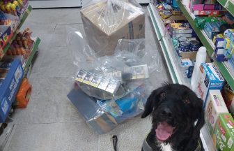 Over 38,000 illegal cigarettes and hundreds of vapes sniffed out by Glasgow tobacco detection dog