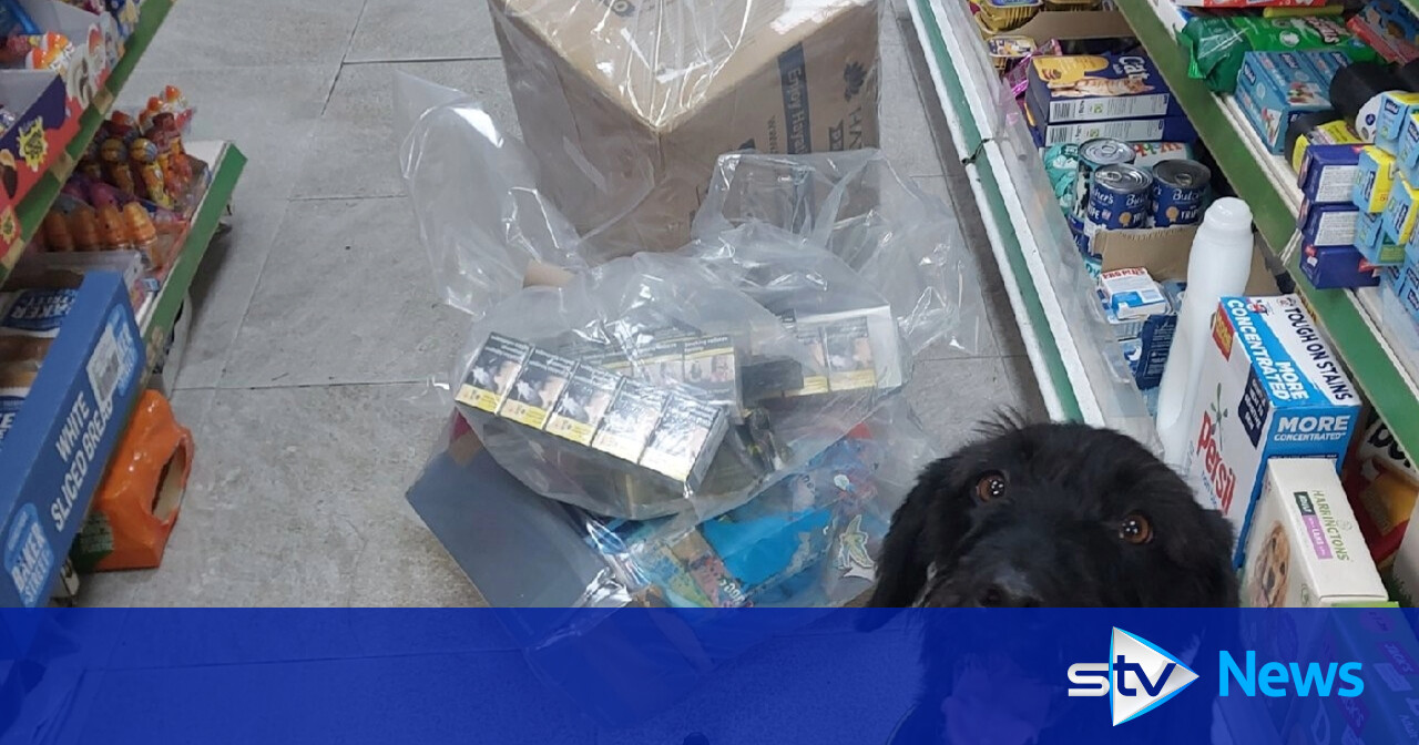 Illegal cigarettes and vapes sniffed out by tobacco detection dog