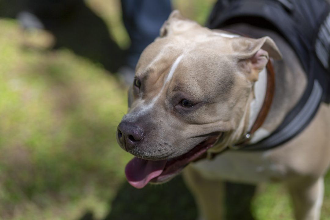 Woman has hand ‘chewed off’ by rescued XL Bullies in ‘vicious’ attack in Leith