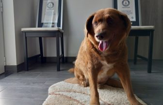 Guinness World Records rescinds ‘oldest dog ever’ title for dead Bobi