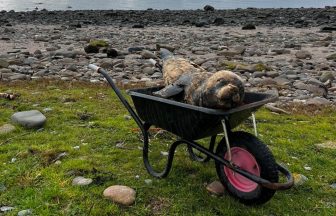 Arran seal sculpture washed away in storm found seven miles away on Isle of Bute beach following appeal