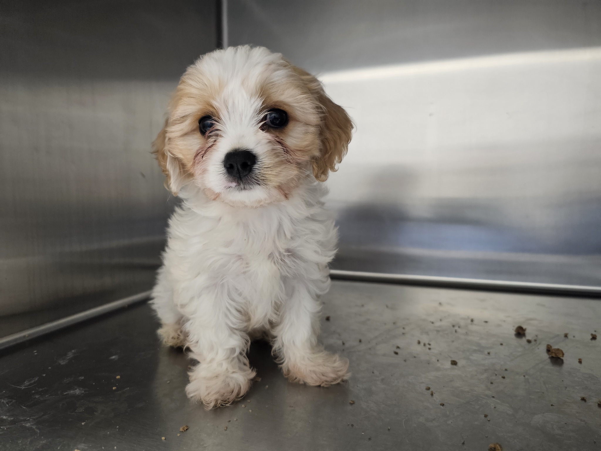 Puppies have been found at Cairnryan ferry port.