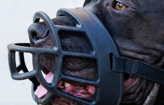 Owners and trainers react as XL bully dog ban comes into force in Scotland