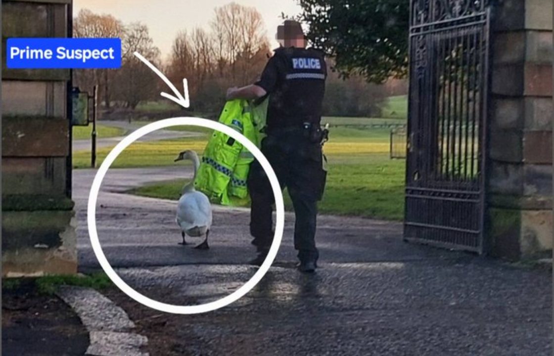 Swanning around: Road Traffic Police help escort two escaped swans back to Glasgow parks