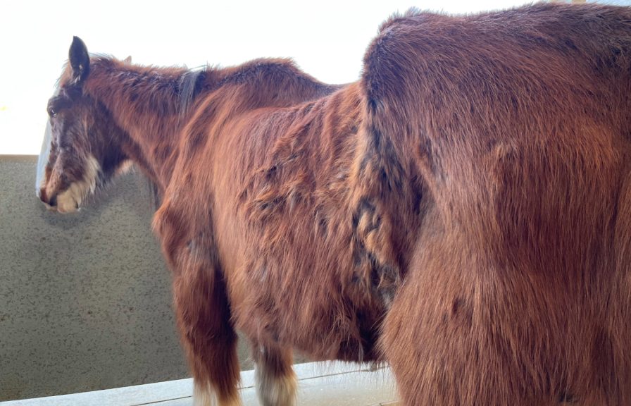 Skeletal horse found 'starving to death' returns to Scotland | STV News