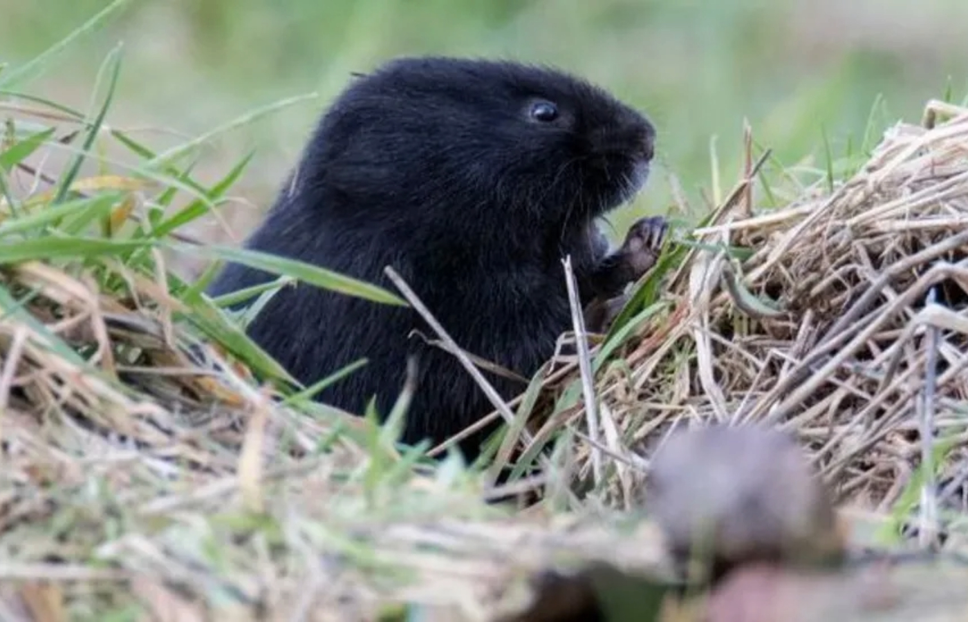 Water voles are endangered in Britain due to the main threat of American mink. Photo: Karen Miller/Mammal Society