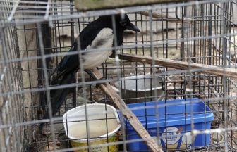 Man trapped and starved magpies to death in garden