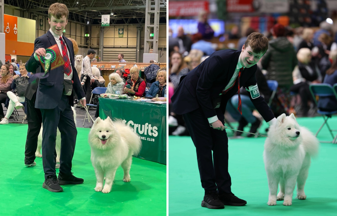 Diarmuid and Tayto - Samoyed overcomes cancer to compete at Crufts