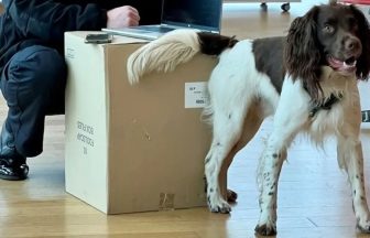 Police Scotland training dogs to sniff out digital devices hidden by criminals