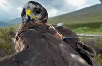 Scotland’s hen harrier population rising despite ‘illegal killings’, RSPB survey finds