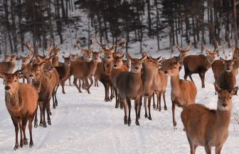Scottish gamekeepers signal ‘fundamental opposition’ to deer management proposals
