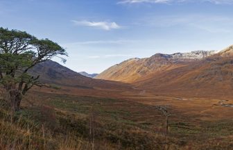 Ministers urged to declare Scotland a rewilding nation