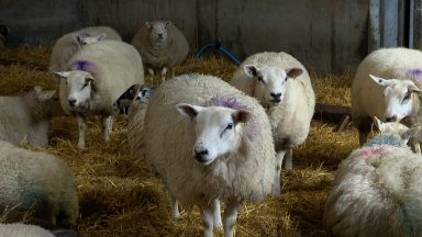 Farmer appeals to dog owners after ‘traumatic’ sheep worrying instances