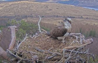 Lockdown star Louis the osprey returns early to nest at Loch Arkaig