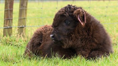 Visitors invited to meet new baby Highland cows at Pollok Park