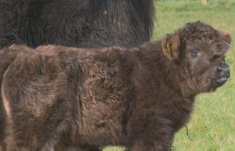 Visitors invited to meet newborn Highland cows at Pollok Country Park in Glasgow