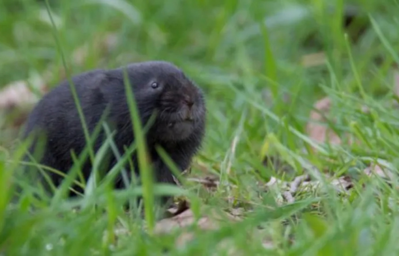  The charity are aiming to set up groups in Glasgow, Cardiff and London. Photo: Karen Miller/Mammal Society