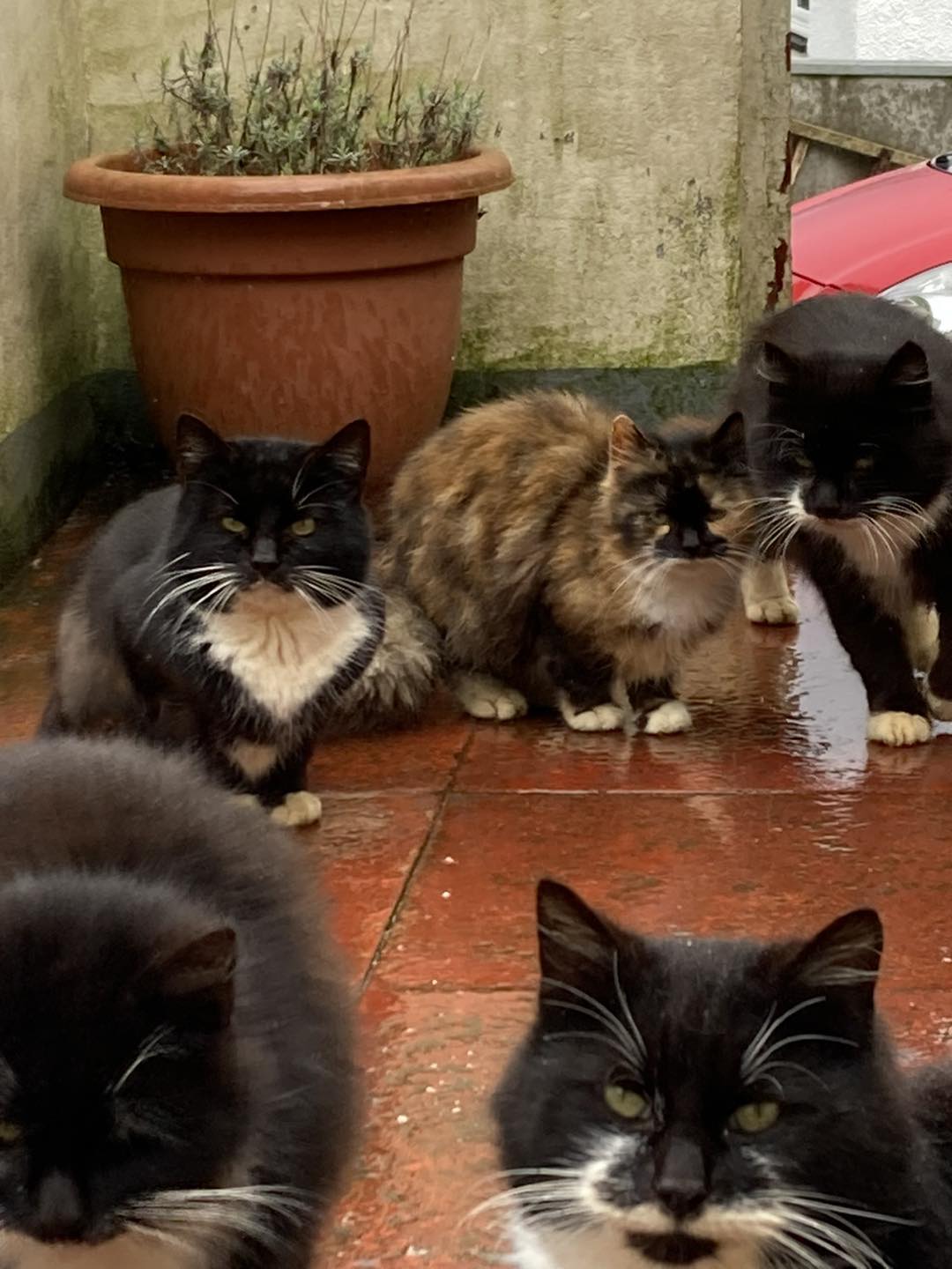 The group of approximately 20 cats are proving a challenge to manage say volunteers. Photo: WISCK.