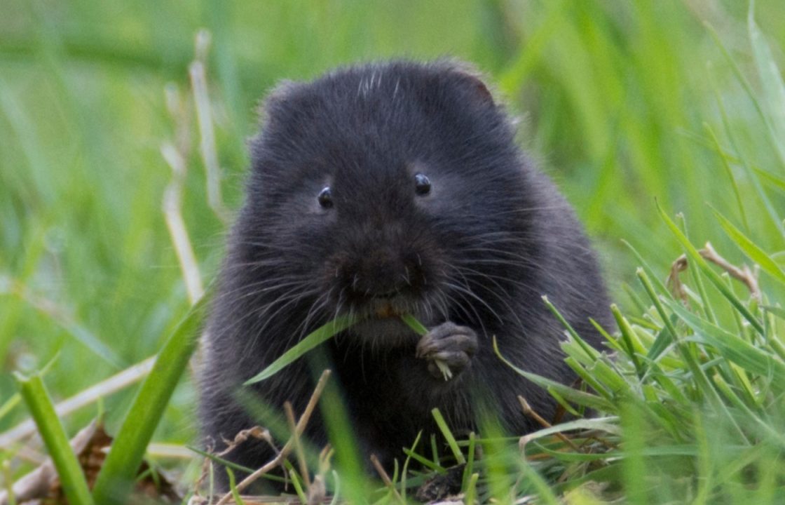 Glasgow volunteers wanted to help protect endangered water voles