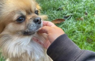 Man charged and dog seized after Chihuahua killed in ‘attack’ in Glasgow