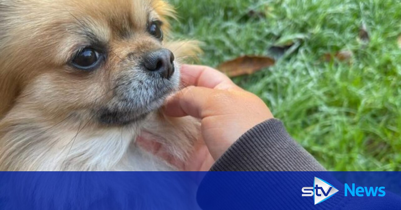 Man charged and dog seized after Chihuahua killed in 'attack' in ...