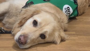 Dementia Dog Project in Glasgow helping Scots with dementia to regain confidence and enjoy life