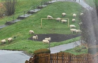 Flock of sheep pictured on the loose in Greenock after escaping farm