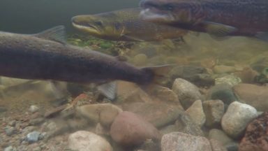 Concern salmon conservation plans don’t go far enough