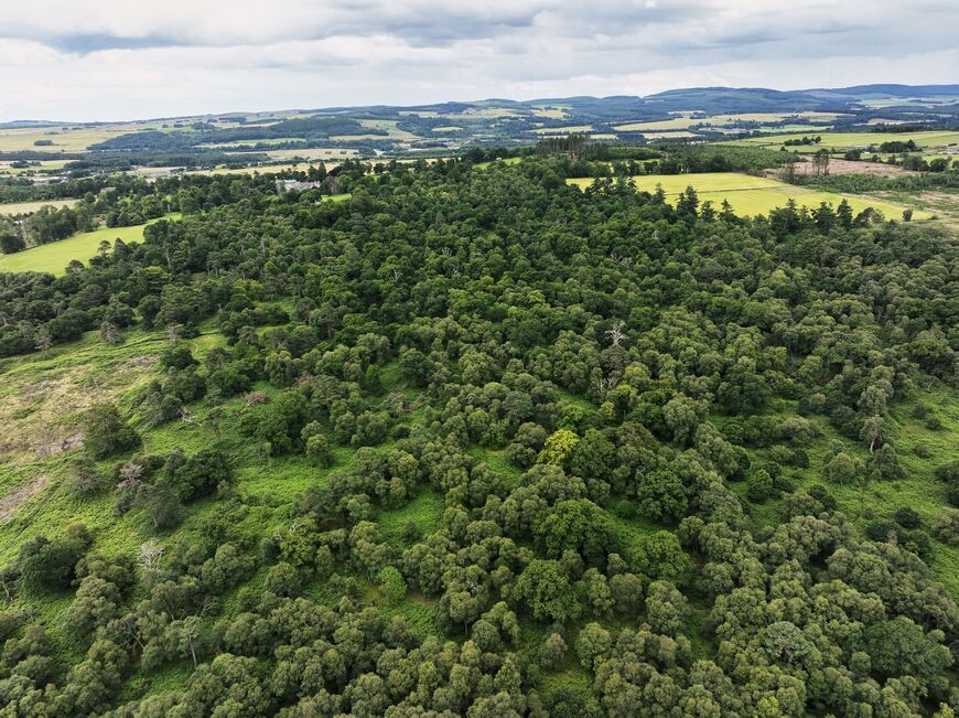 Work to repair damaged woodlands in the north east of Scotland are underway. Photo: NTS.