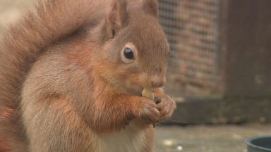 Over £1 million spent to help red squirrel conservation