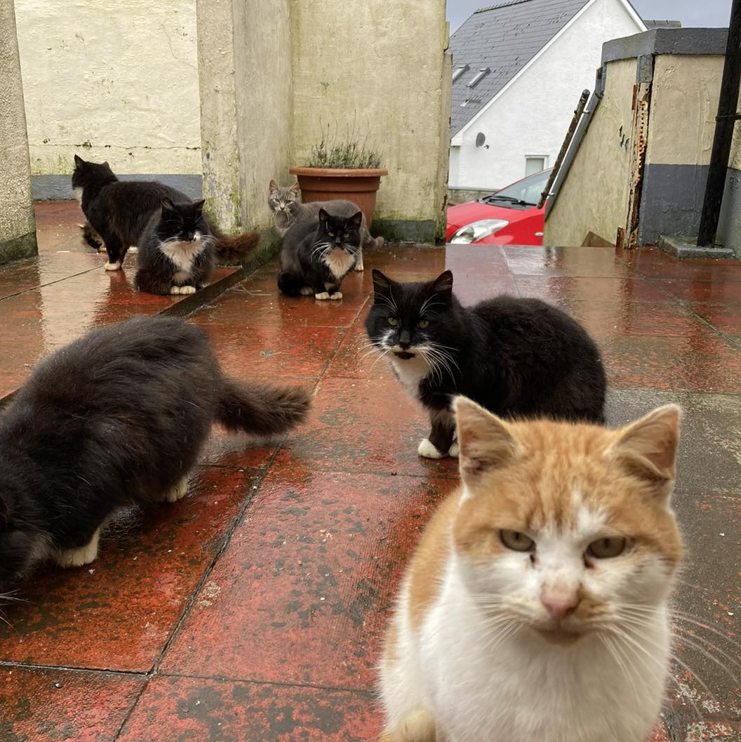 The charity are looking to transport the cats to a facility in Stornoway to be neutered. Photo: WISCK.