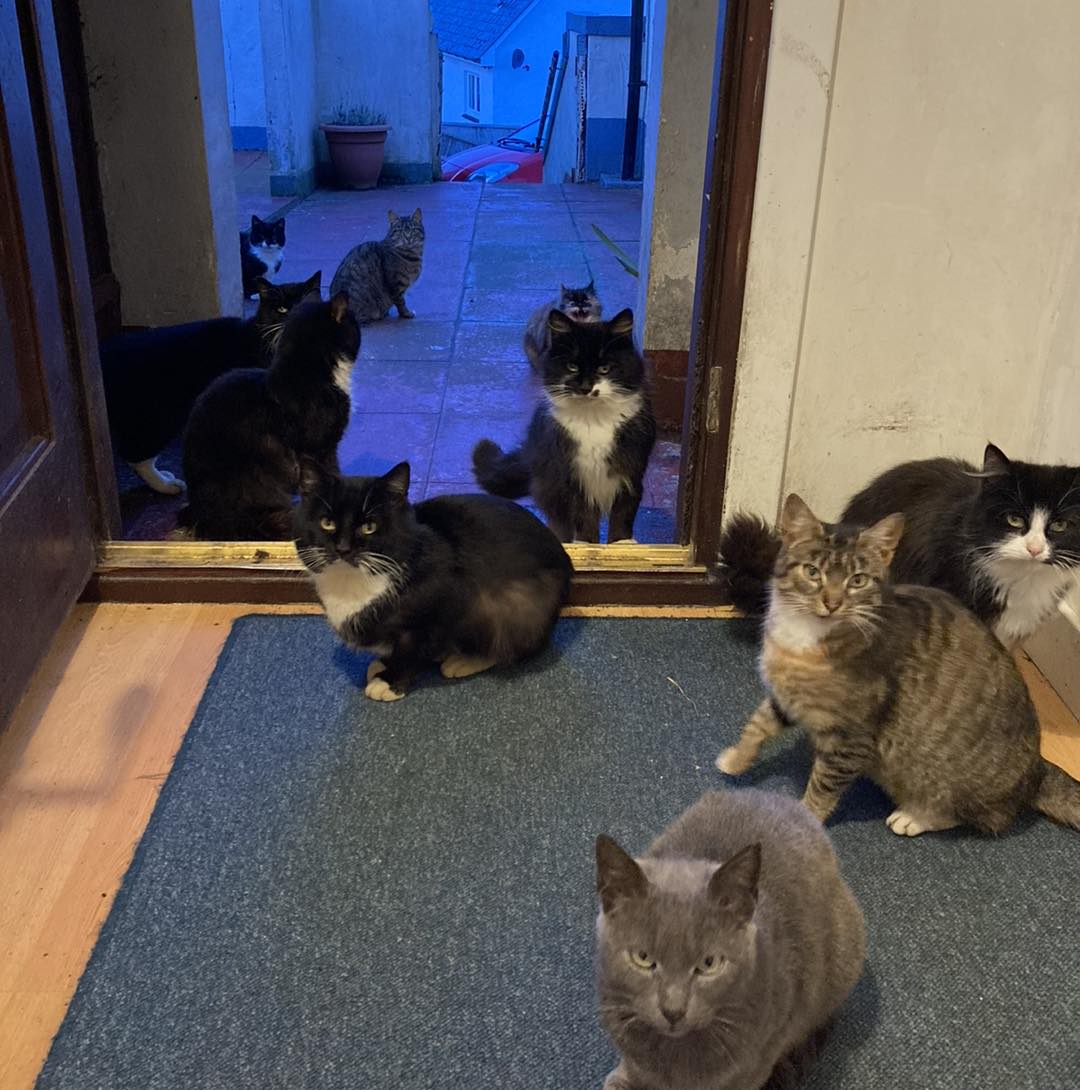 The cats, many used to human provision, have all gathered at a local residence on the island. Photo: WISCK.