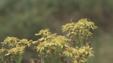 Group calls for Scotland to be declared first rewilding nation