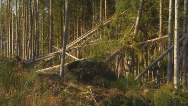 Forest clean up still ongoing two years after Storm Arwen