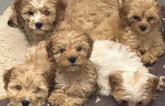 Puppy litter with ‘health concerns’ rescued from illegal trade during Ayrshire police raid
