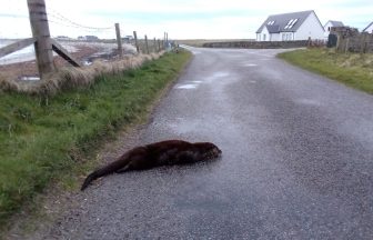 Two otters found dead on Isle of Tiree after warning issued to motorists