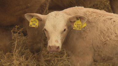 Scots farmers call for clarity on post-Brexit subsidies