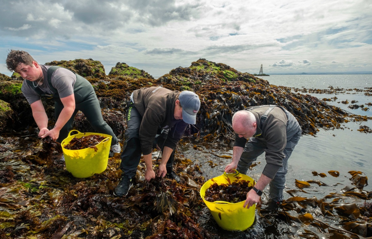 The firm has been testing on sargassum seaweed.