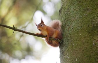 First death of native red squirrel from squirrelpox virus confirmed north of Scotland’s central belt